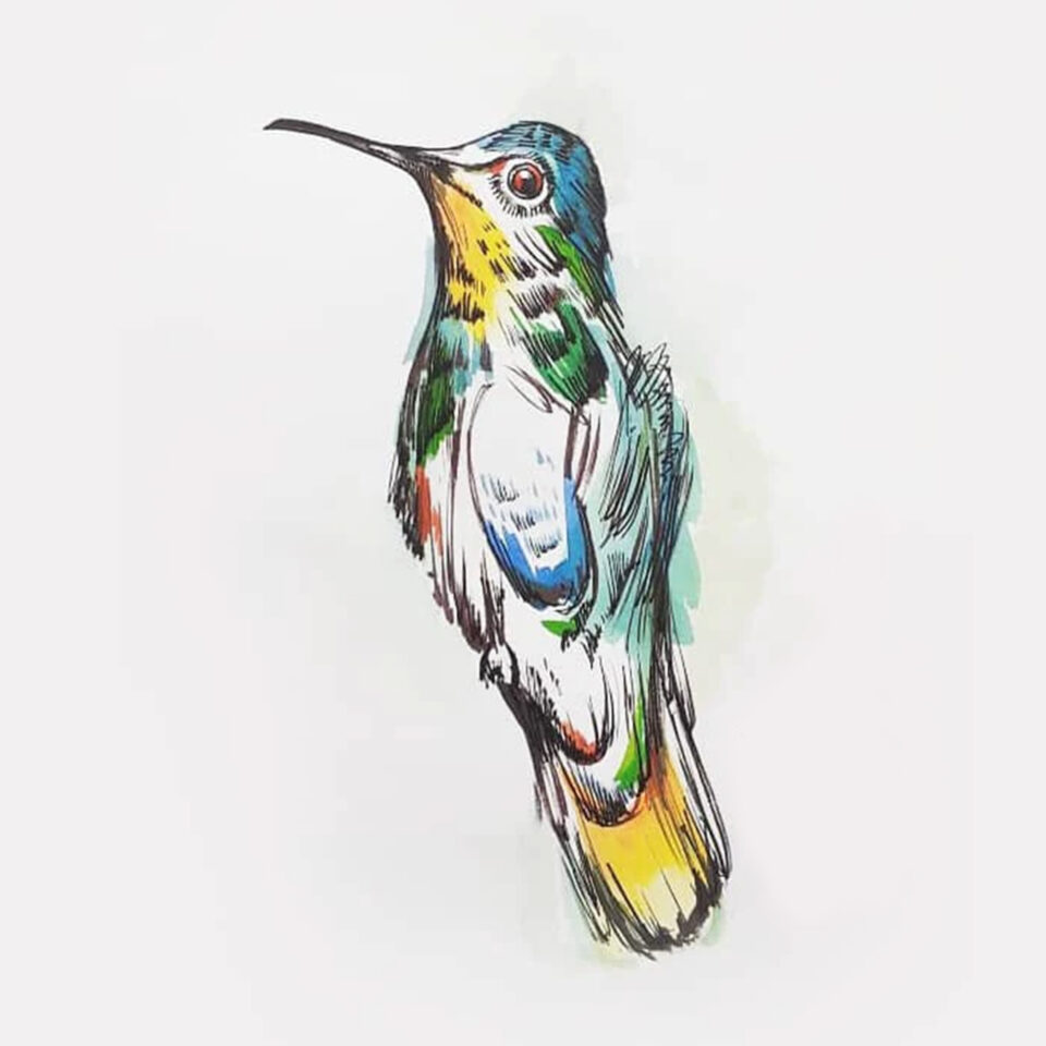 Bird sketch