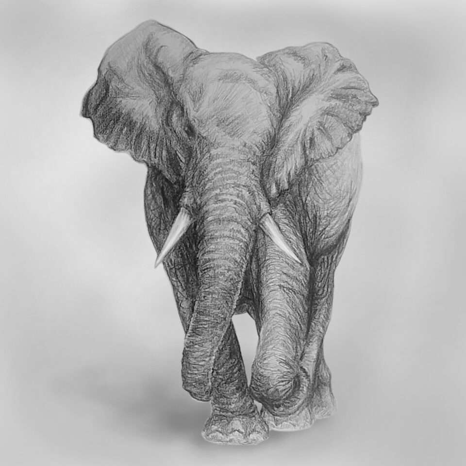 Elephant pencil sketch